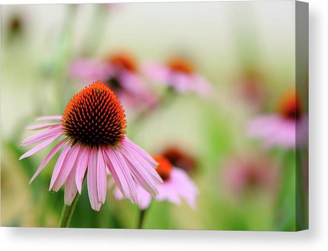 Summer Canvas Print featuring the photograph Summertime Beauty by Lens Art Photography By Larry Trager