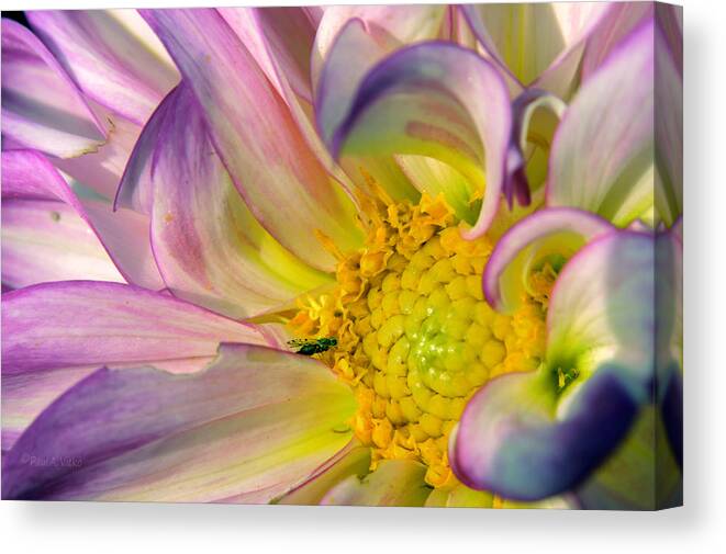Flower Canvas Print featuring the photograph Sun In Flower by Paul Vitko