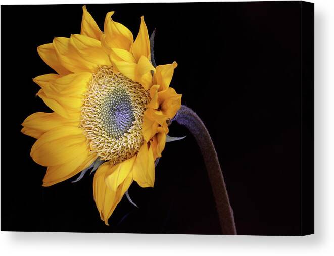 Macro Canvas Print featuring the photograph Sunflower 031708 by Julie Powell