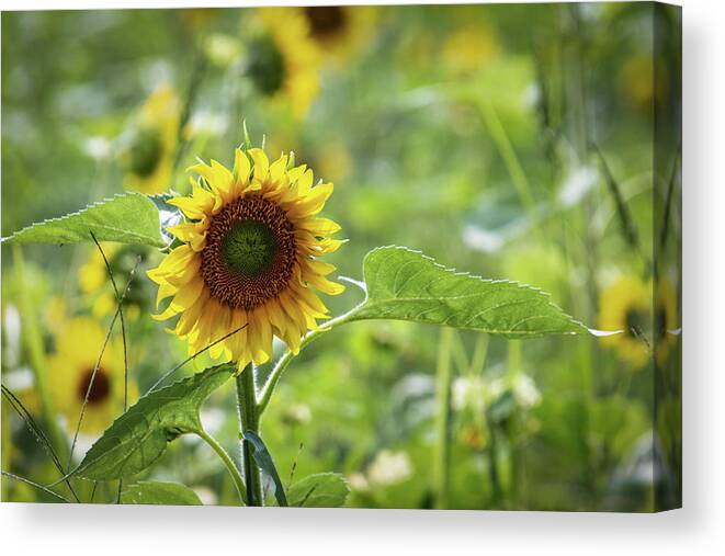 Farm Canvas Print featuring the photograph Sunflower 1 by Randy Bayne