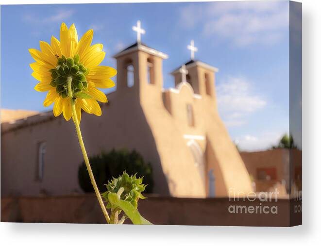 Taos Canvas Print featuring the photograph Sunflower and the St Francis de Asis Church by Elijah Rael