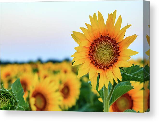 Sunflowers Canvas Print featuring the photograph Sunflower at Sunrise 2 by HawkEye Media