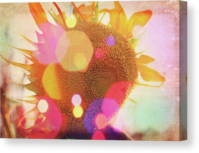 Sunflower Canvas Print featuring the photograph Sunflower Daydreams by Toni Hopper