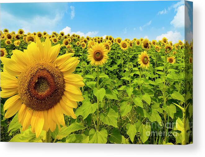 Sunflower Canvas Print featuring the photograph Sunflower Field by Sturgeon Photography