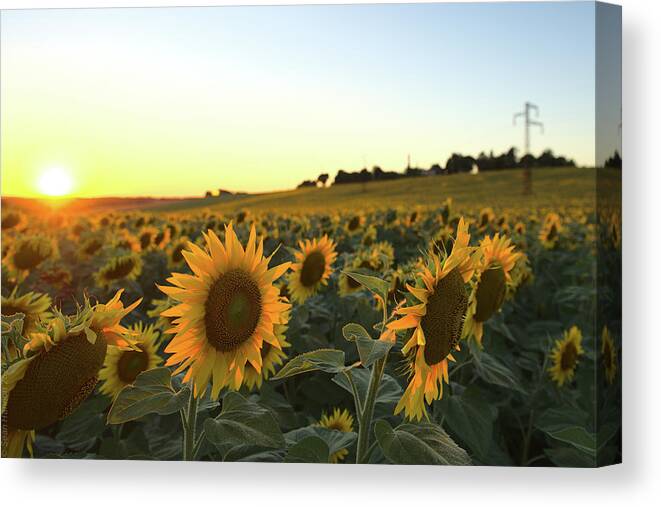 Sunflower Canvas Print featuring the photograph Sunflower field sunset by Sean Hannon