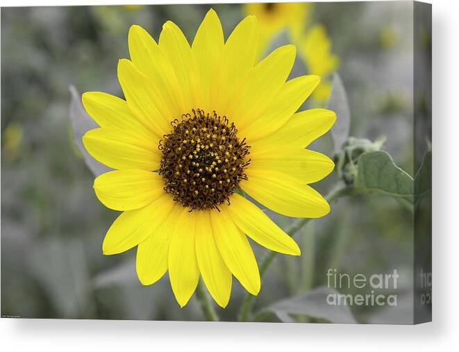 Floral Canvas Print featuring the photograph Sunflower Joy by Renee Spade Photography