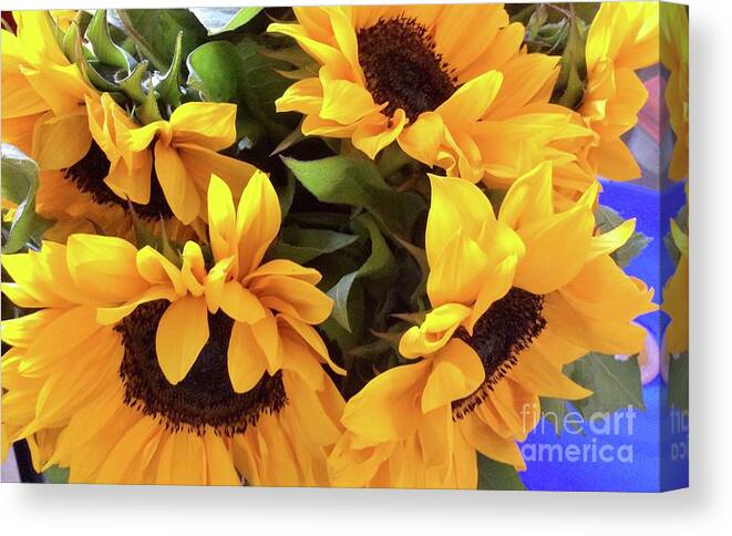 Sunny Canvas Print featuring the photograph Sunflower Series 1-2 by J Doyne Miller