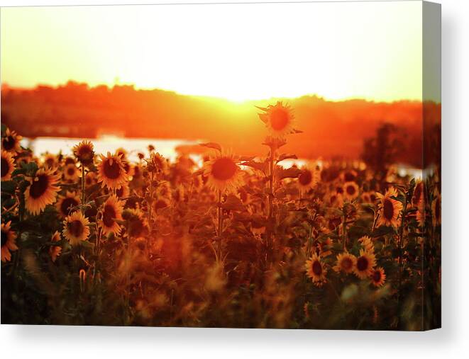Summer Canvas Print featuring the photograph Sunflower Sunset by Lens Art Photography By Larry Trager