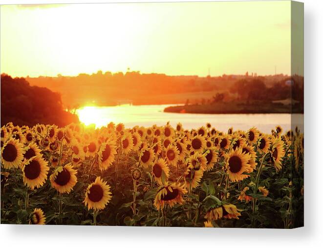Summer Canvas Print featuring the photograph Sunflowers At Sunset by Lens Art Photography By Larry Trager