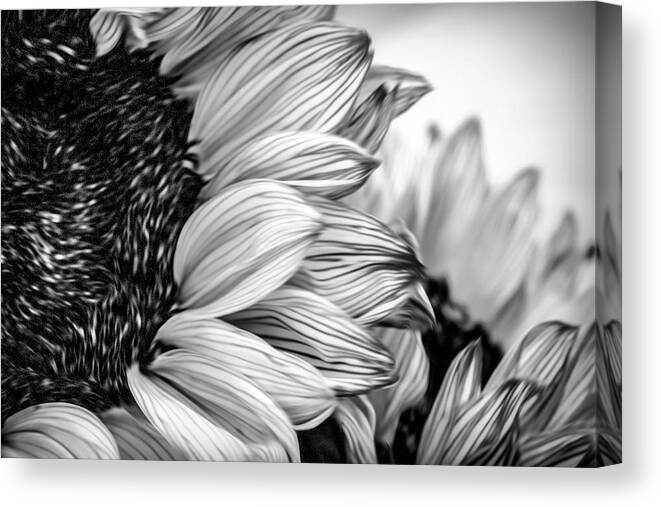 Sunflowers Canvas Print featuring the photograph Sunflowers 3 by Connie Carr