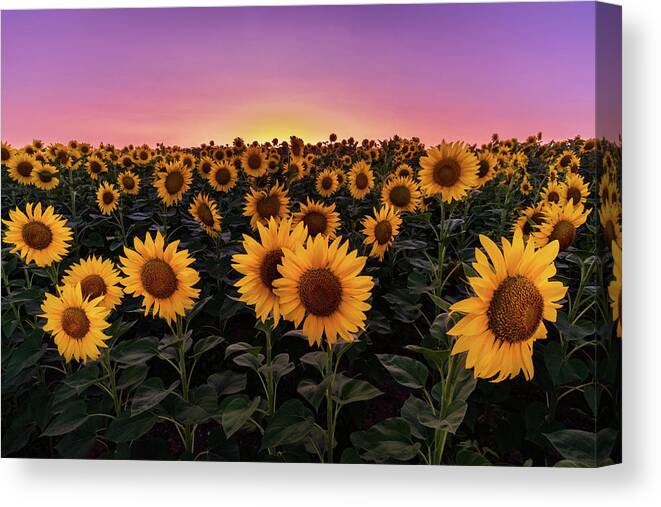 Sunflowers Canvas Print featuring the photograph Sunflowers by Alexios Ntounas