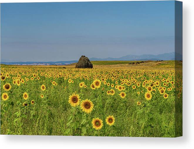 Flowers Canvas Print featuring the photograph Sunflowers by Gary Skiff