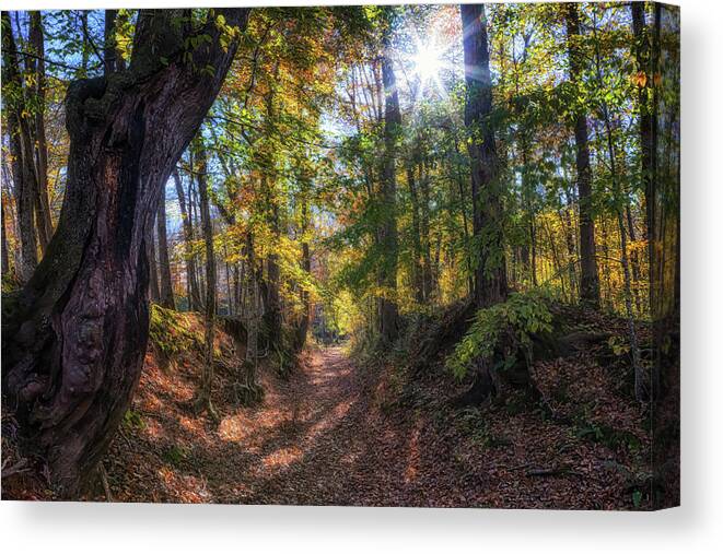 Autumn Canvas Print featuring the photograph Sunken Trace at the Ford by Susan Rissi Tregoning