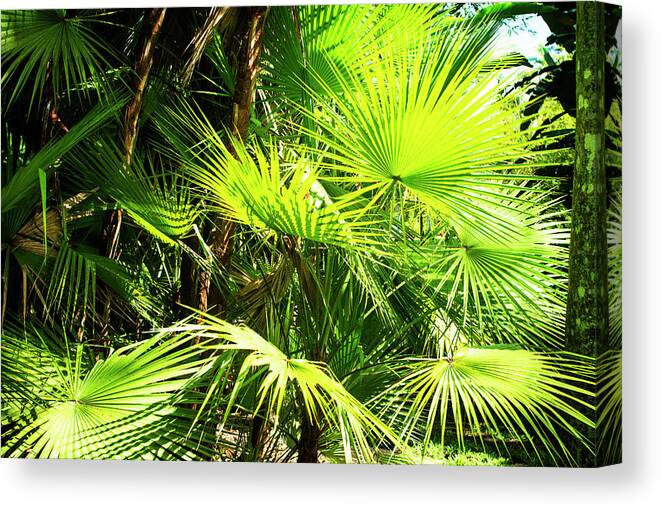 Color Canvas Print featuring the photograph Sunlit Palms -1 by Alan Hausenflock