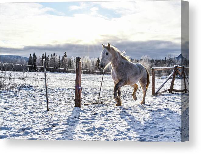 Winter Canvas Print featuring the photograph Sunlit Passage by Listen To Your Horse