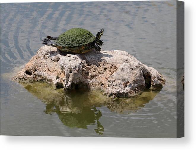 Turtle Canvas Print featuring the photograph Sunning Turtle on a Rock by David T Wilkinson