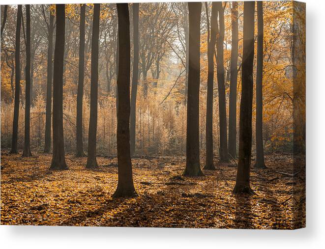 Tranquility Canvas Print featuring the photograph Sunny forest during a beautiful foggy fall day with brown golden leaves by Sjo