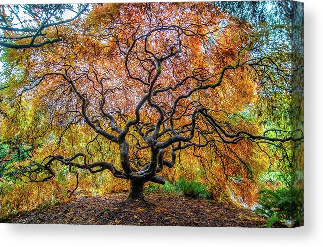 Maple Canvas Print featuring the photograph Sunny Japanese Maple by Jerry Cahill