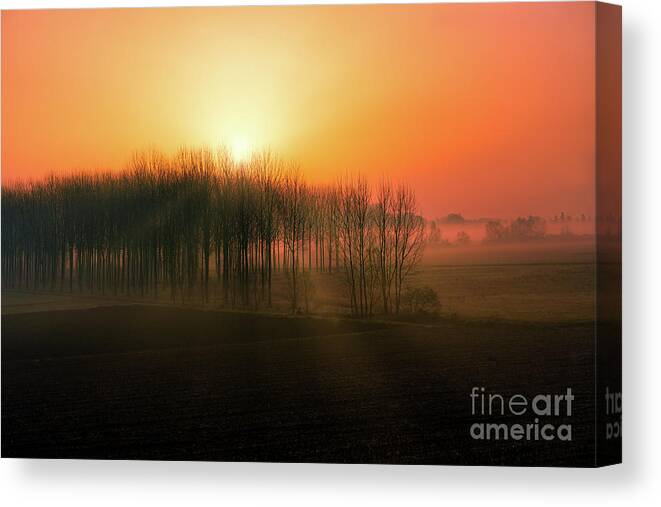 Wood Canvas Print featuring the photograph Sunrise in the wood by The P