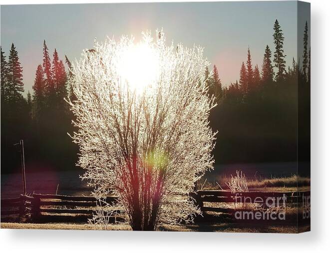 Sunrise Canvas Print featuring the photograph Sunrise on the meadow. by Nicola Finch
