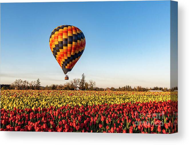 Tulip Canvas Print featuring the photograph Sunrise Tulip Magic by Louise Magno