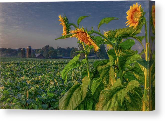 Tennessee Canvas Print featuring the photograph Sunrise With Sunflowers by Marcy Wielfaert