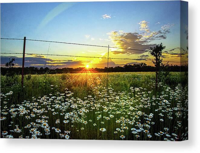 Daisies Canvas Print featuring the photograph Sunset Daisies by Jean Hutchison