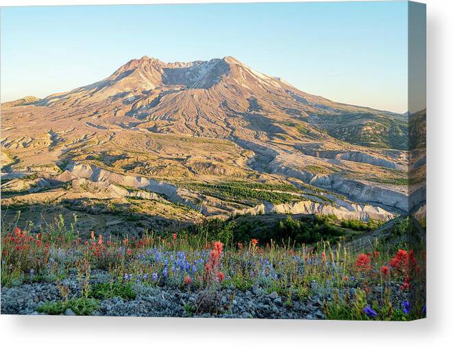 Outdoor; Hiking; Johnston Ridge; Flowers; Summer; Mountains; Craters; Mt St. Helens Canvas Print featuring the digital art Sunset in St. Helens by Michael Lee