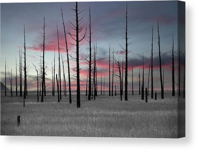 Art Canvas Print featuring the photograph Sunset in the Cedar Swamp by Louis Dallara