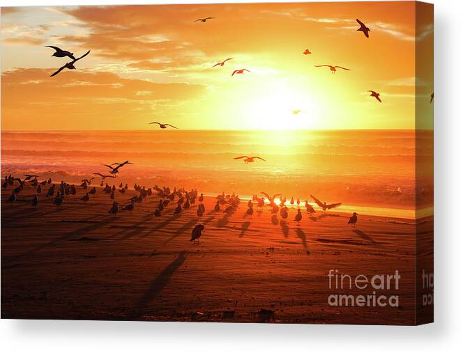 California Canvas Print featuring the photograph Sunset on the beach and flock of seagulls, California by Hanna Tor