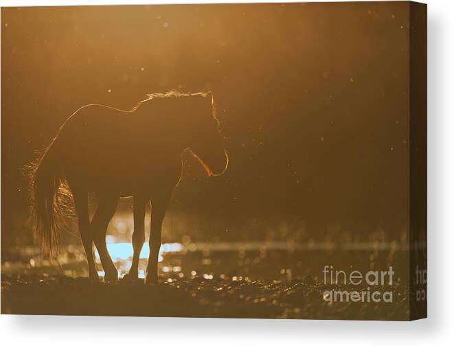 Silhouette Canvas Print featuring the photograph Sunset by Shannon Hastings
