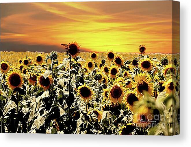 Sunflower Canvas Print featuring the photograph Sunset with Sunflowers by Yumi Johnson