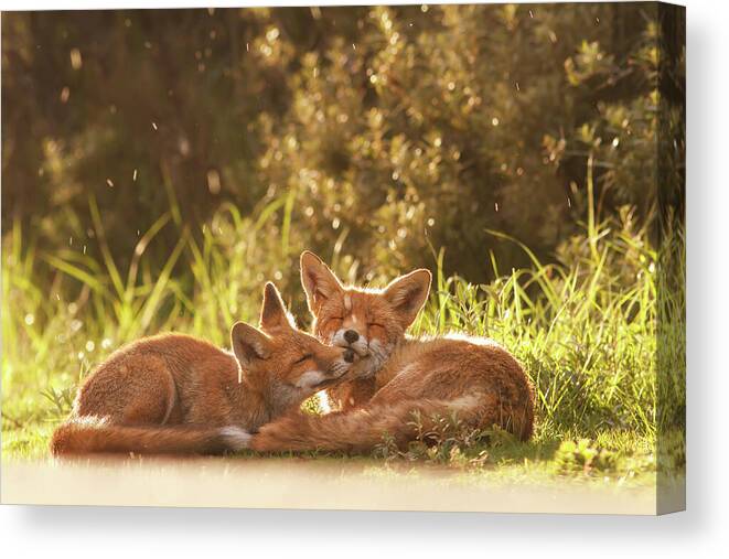 Fox Canvas Print featuring the photograph Sunshower by Roeselien Raimond