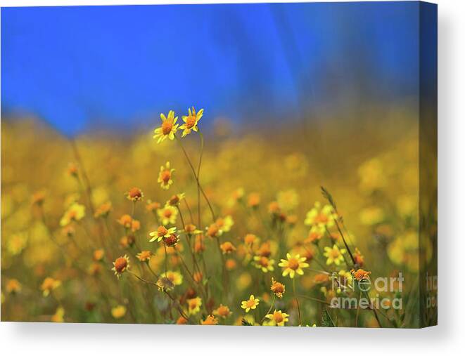 Poppies Canvas Print featuring the photograph Super Bloom Bokehlicious at Diamond Valley Lake by Sam Antonio