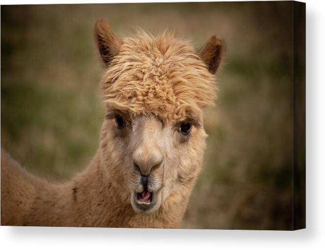 Alpaca Canvas Print featuring the photograph Surprise by Rose Guinther