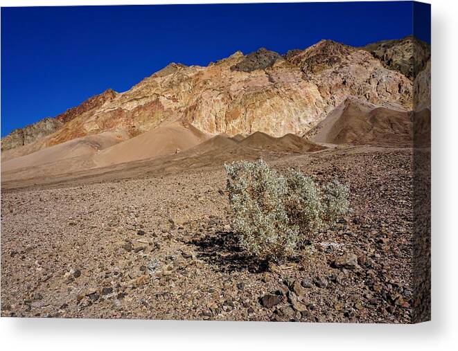 Death Valley Canvas Print featuring the photograph Death Valley Survivor by Brett Harvey
