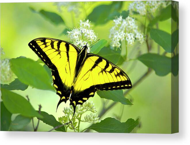 Swallowtail Butterfly Canvas Print featuring the photograph Swallowtail Butterfly Feeding on Flowers by Christina Rollo