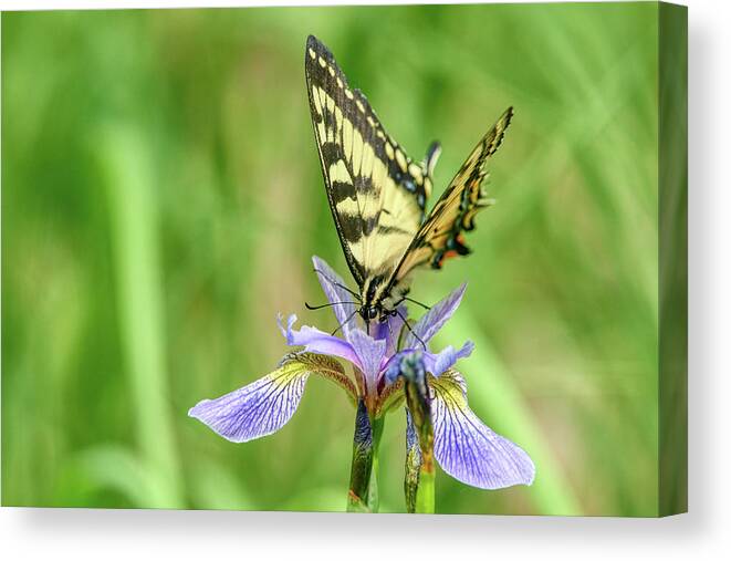 Butterfly Canvas Print featuring the photograph Swallowtail Butterfly by Paul Freidlund