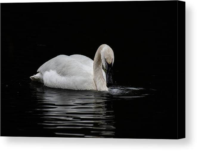 Swan Canvas Print featuring the photograph Swan by Jerry Cahill