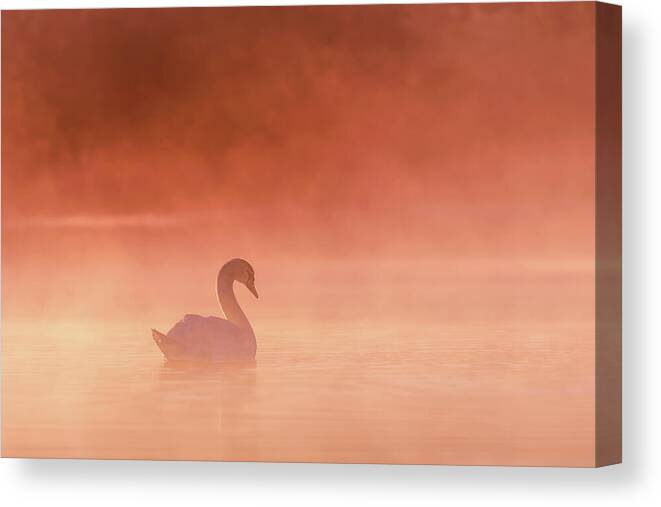 Swan Canvas Print featuring the photograph Swan Lake - Swan at Sunrise by Roeselien Raimond
