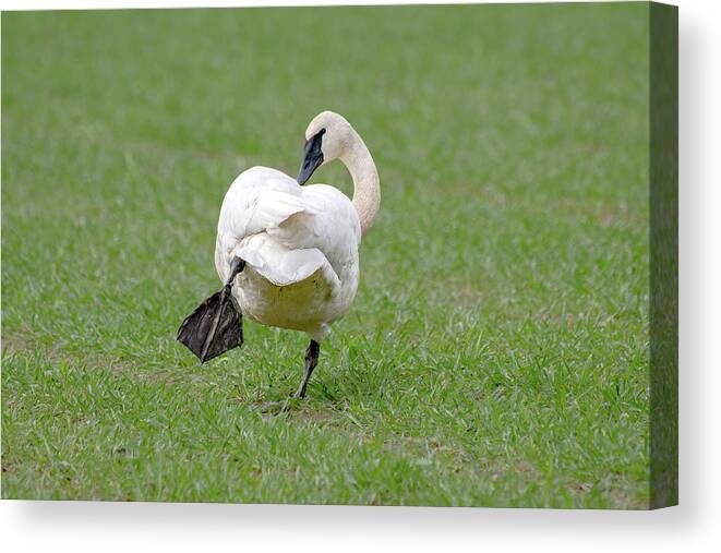 Swan Canvas Print featuring the photograph Swan Yoga by Jerry Cahill