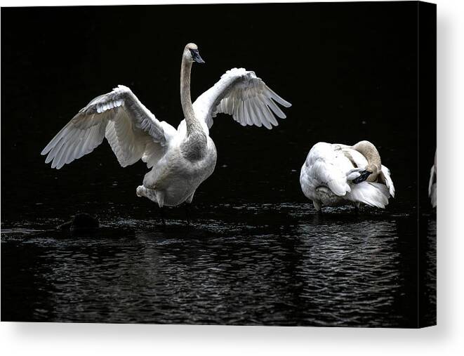 Swans Canvas Print featuring the photograph Swans on the Lake by Jerry Cahill