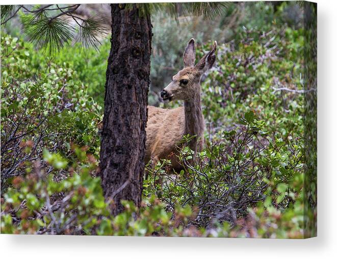 Lake Tahoe Canvas Print featuring the photograph Sweet Doe by Robin Valentine