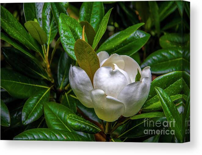 Blossom Canvas Print featuring the photograph Sweet Magnolia by Shelia Hunt