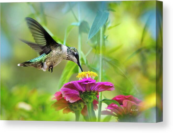 Hummingbird Canvas Print featuring the photograph Sweet Success by Christina Rollo