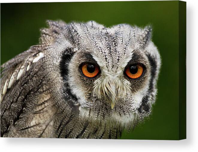 Animal Canvas Print featuring the photograph Swf-5484 by Miles Herbert