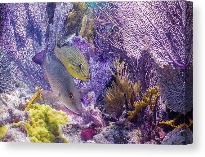 Animals Canvas Print featuring the photograph Swim WIth Me by Lynne Browne
