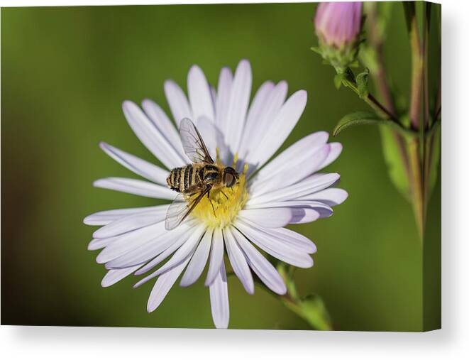 Animals Canvas Print featuring the photograph Villa Bee Fly and Aster Blossom by Robert Potts