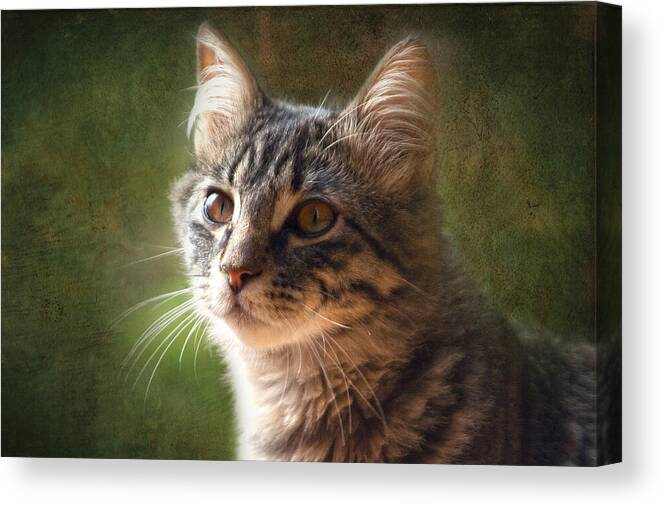 Cat Image Print Canvas Print featuring the photograph Tabs by David Davies