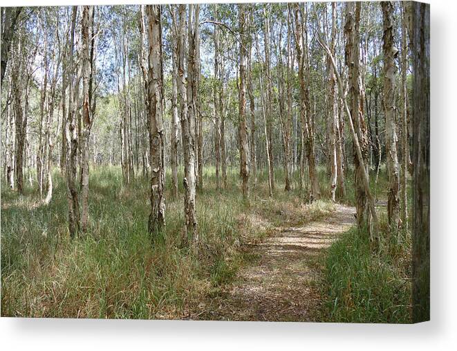 Landscape Canvas Print featuring the photograph Take a Walk in the Paperbark Forest by Maryse Jansen